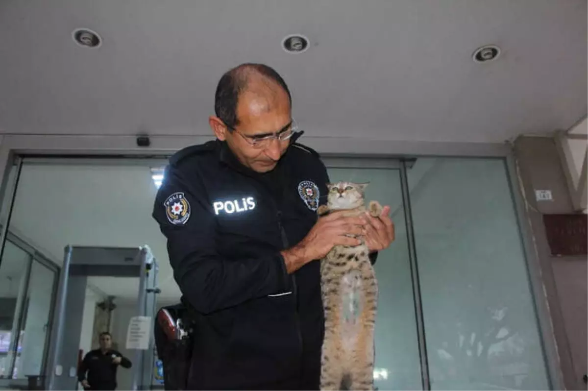 Ameliyatlı Halde Sığındığı Karakolun Maskotu Oldu