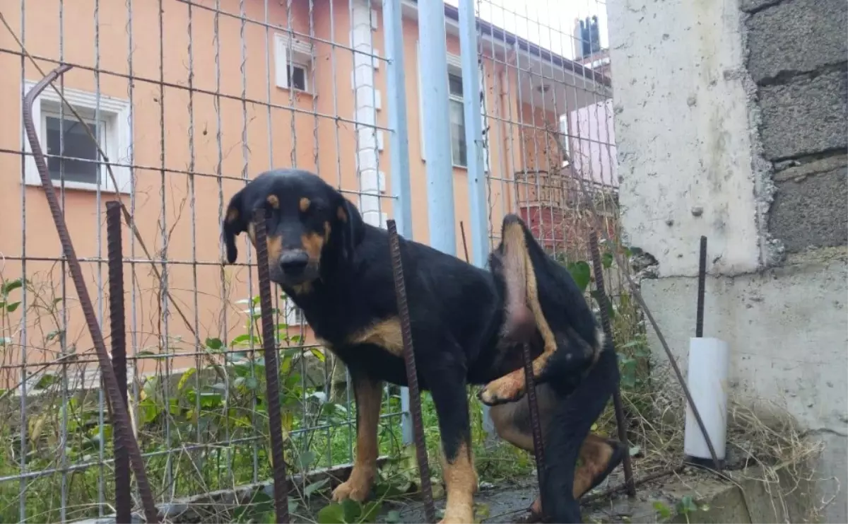 Bacağına Demir Saplanan Köpeğin Yardımına İtfaiye Yetişti