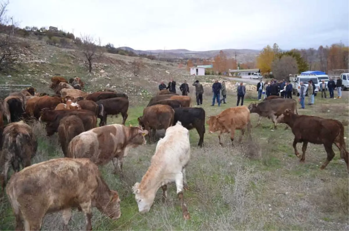 Çemişgezek\'te Genç Çiftçilere 60 Adet Büyükbaş Hayvan Verildi