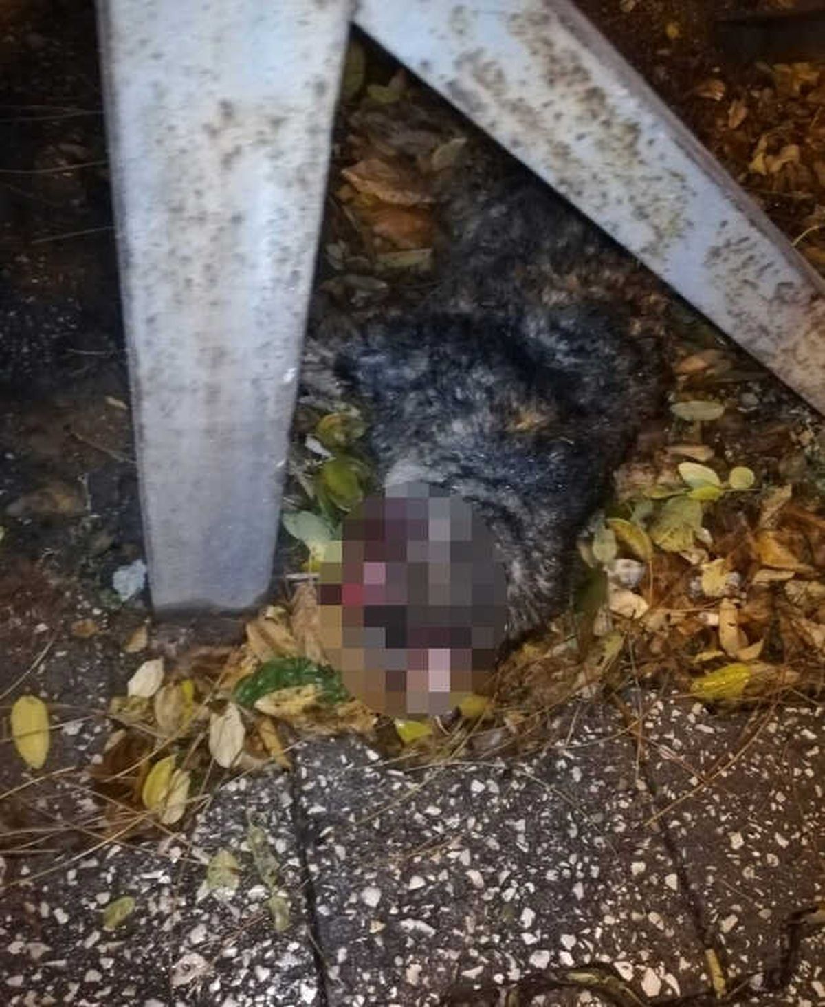 Isparta\'da Yürek Parçalayan Görüntü, Gözleri Oyulmuş Halde Bulundu