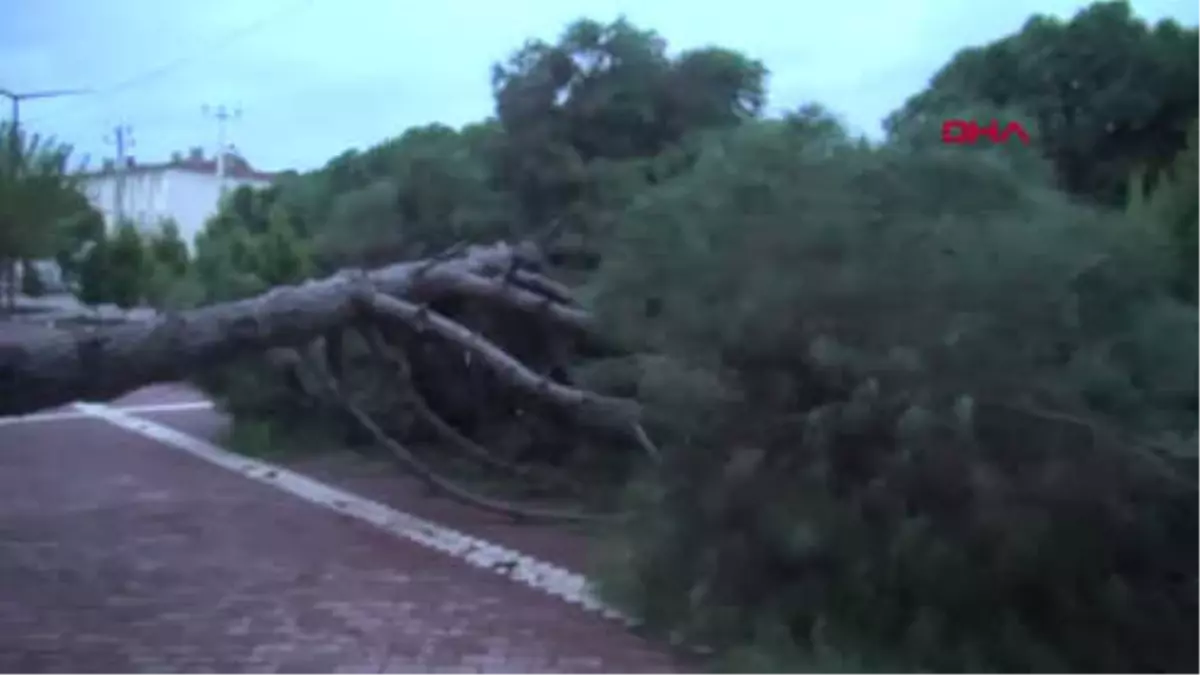 İzmir Çam Ağacı Rüzgarda Devrildi