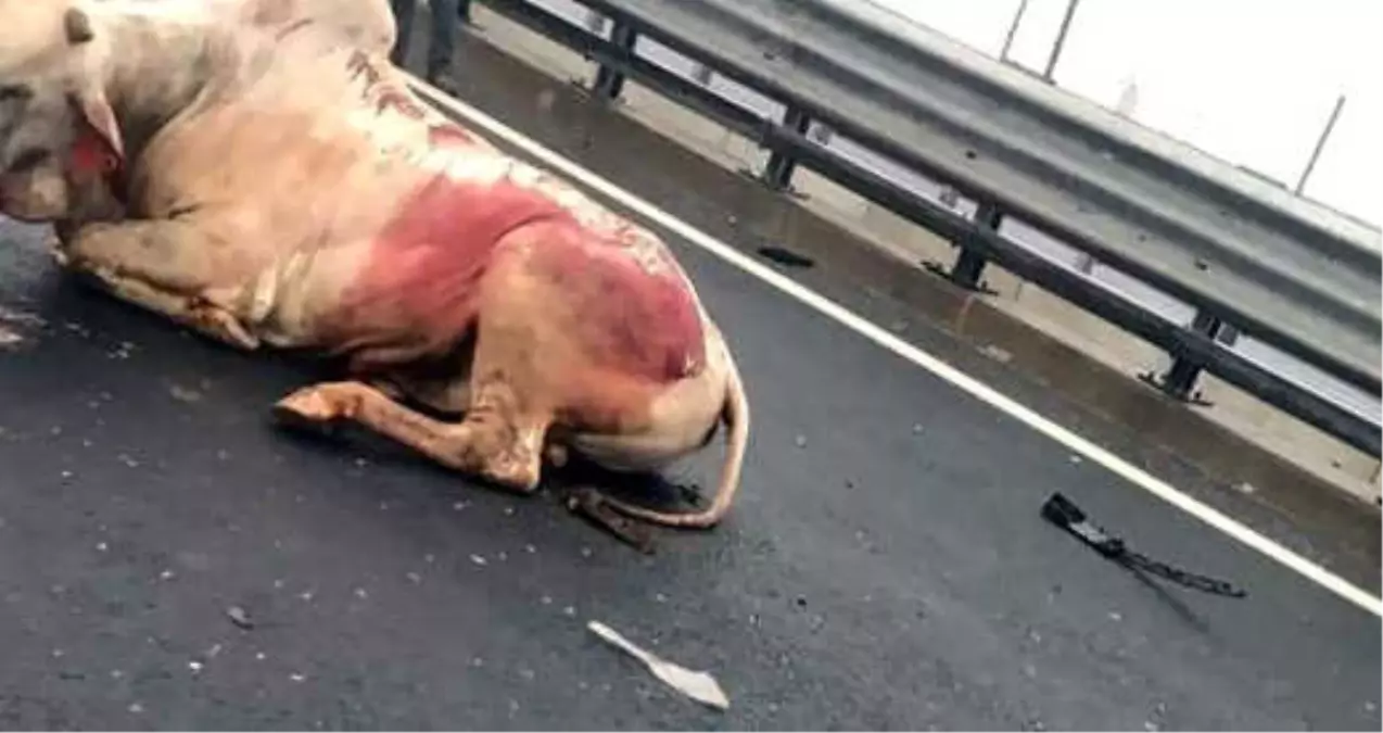 Karayolunda Akla Zarar Kaza! TIR\'dan Düşen İneğe 2 Otomobil Çarptı