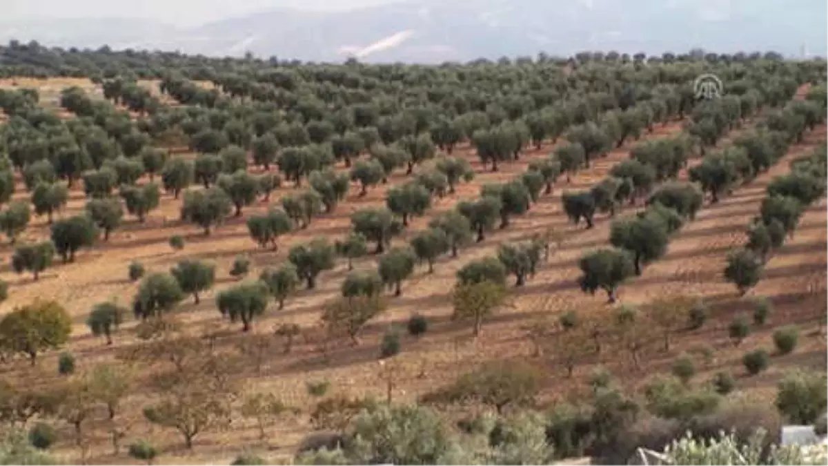 Kilis Zeytinyağı" ABD ve Katar Mutfaklarında