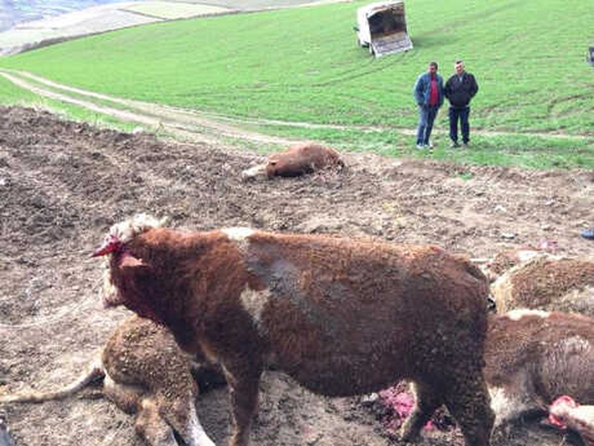 Tır Devrildi, 14 Büyükbaş Telef Oldu
