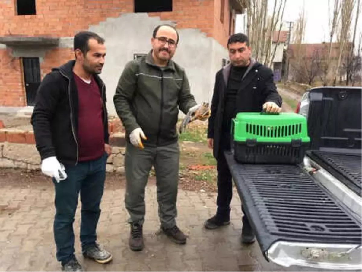 Yaralı Bulunan Kerkenez Tedaviye Alındı