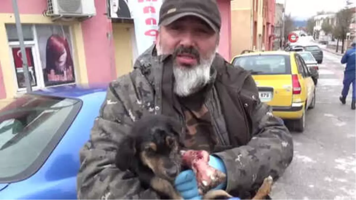 Yaralı Yavru Köpek İçin Seferberlik