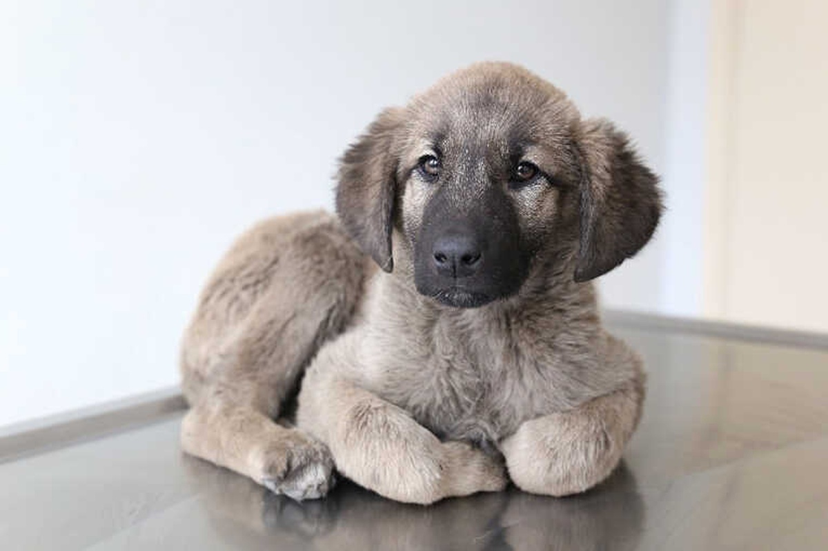 Yavru Köpeğin Bağırsağından Vida Çıktı