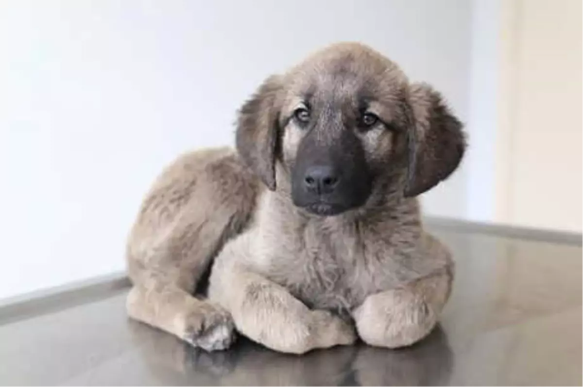 Yavru Köpeğin Bağırsağından Vida ve Tel Çıktı