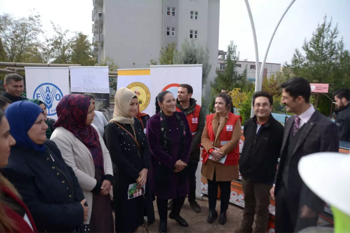 Yerel Pamuk Tohumları Mardin\'de Arılar İçin Hayat Buluyor