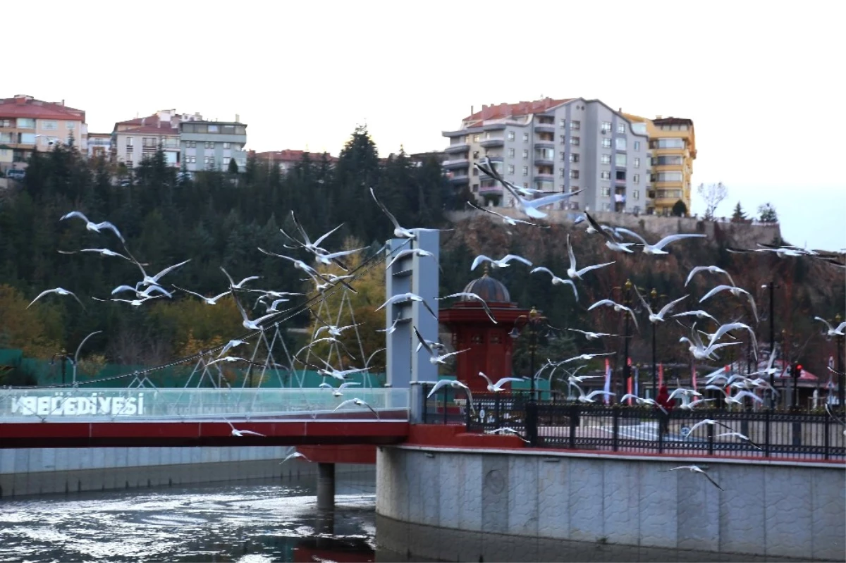 Gümüşdere Martıların Evi Haline Geldi