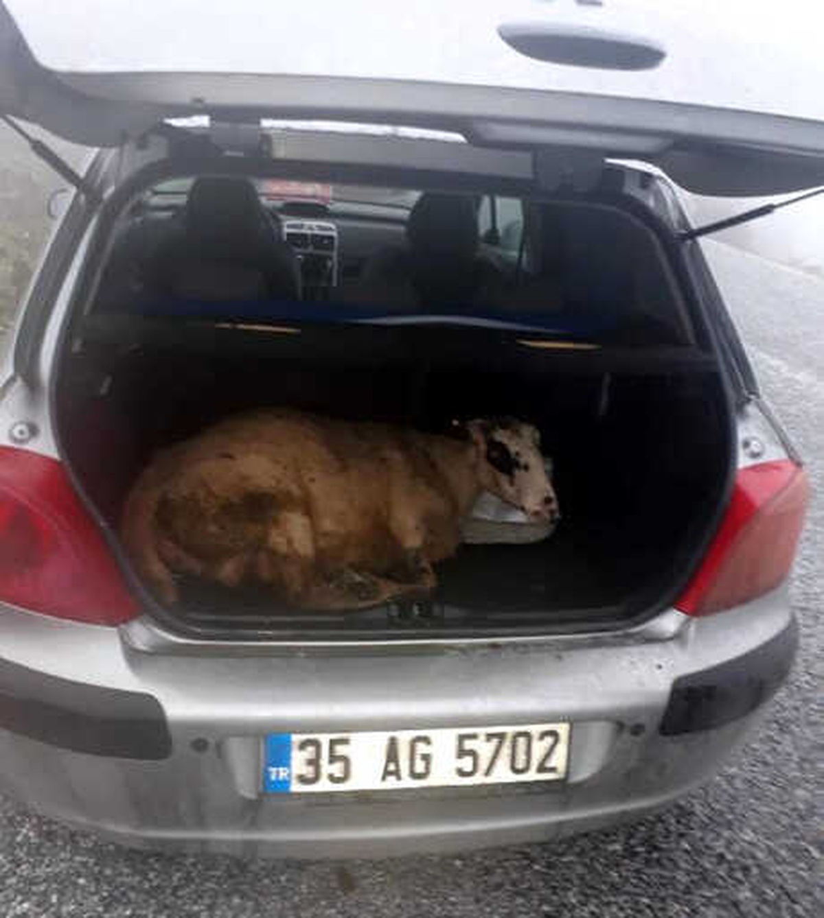 Koyunu Bayıltıp, Otomobilin Bagajına Koymuşlar