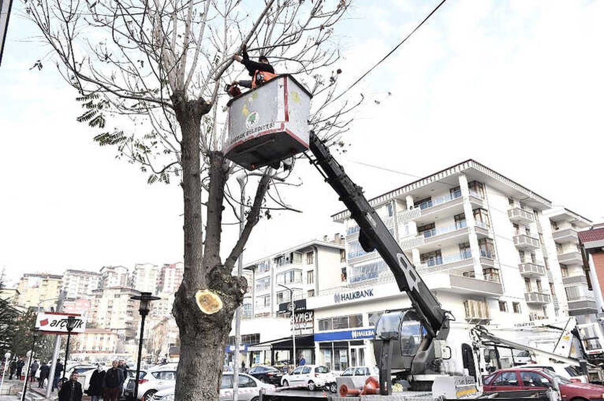 Mamak\'ta Ağaçlar Budanıyor