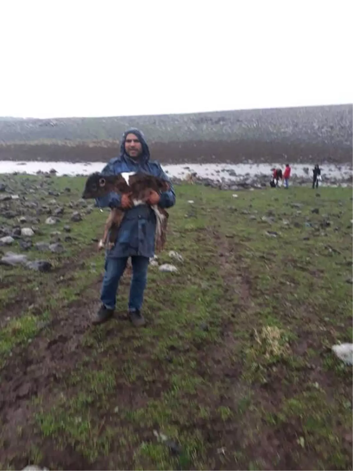 Merada Doğan Buzağı Kilometrelerce Kucakta Taşındı