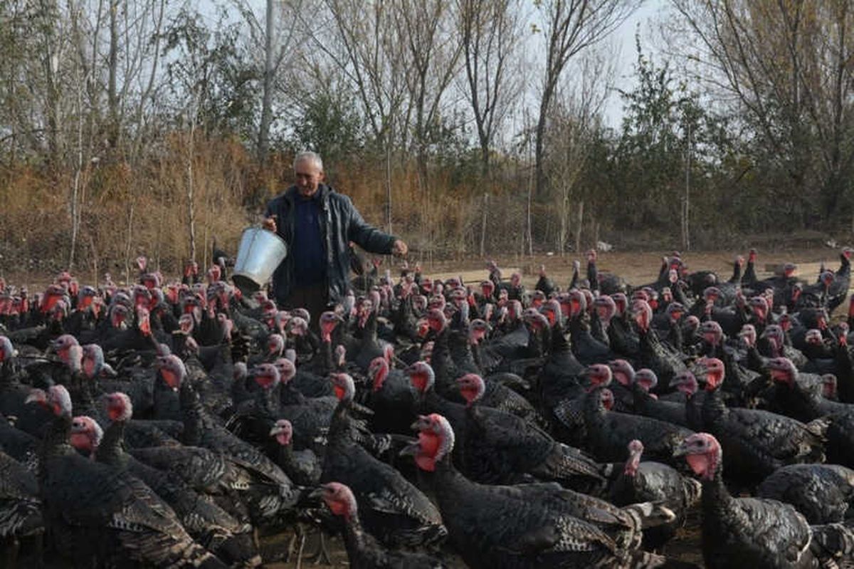 Organik Yılbaşı Hindileri Görücüye Çıktı