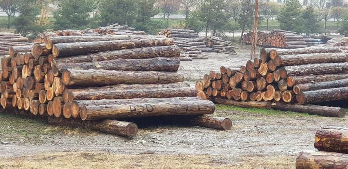 Ormanların Emanet Edildiği Memurlar, Kaçak Kesilen 2 Kamyon Tomrukla Yakalandı