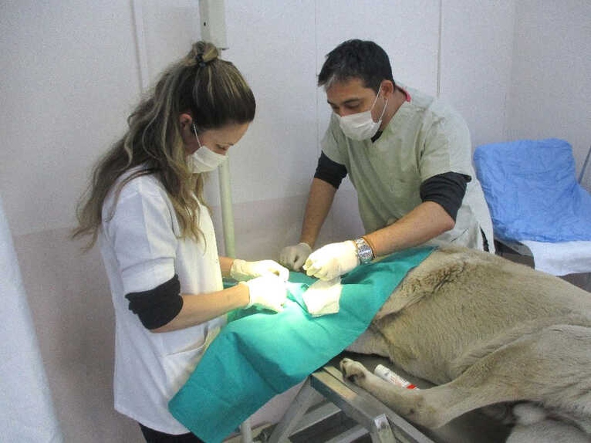 Yıldırım Belediyesi\'nden Köpek Açıklaması