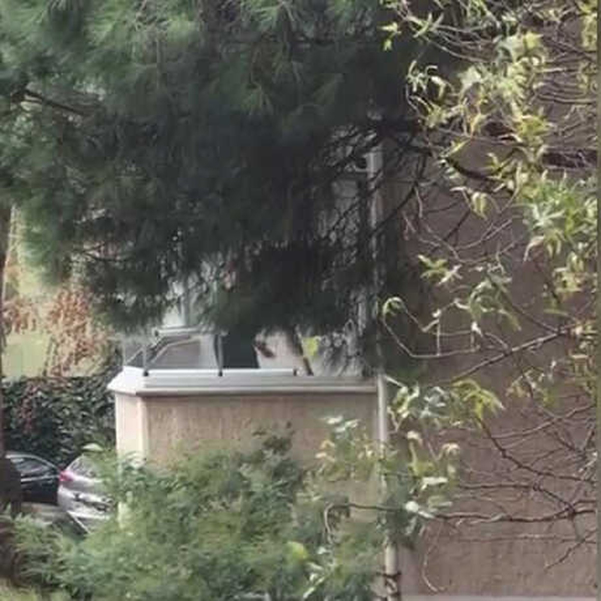 Balkonda Köpeğini Döven Kişiye Gözaltı