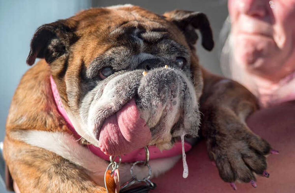 Belçikalı Profesörden Uyarı: Köpek Salyası İnsanlar İçin Ölümcül Olabilir