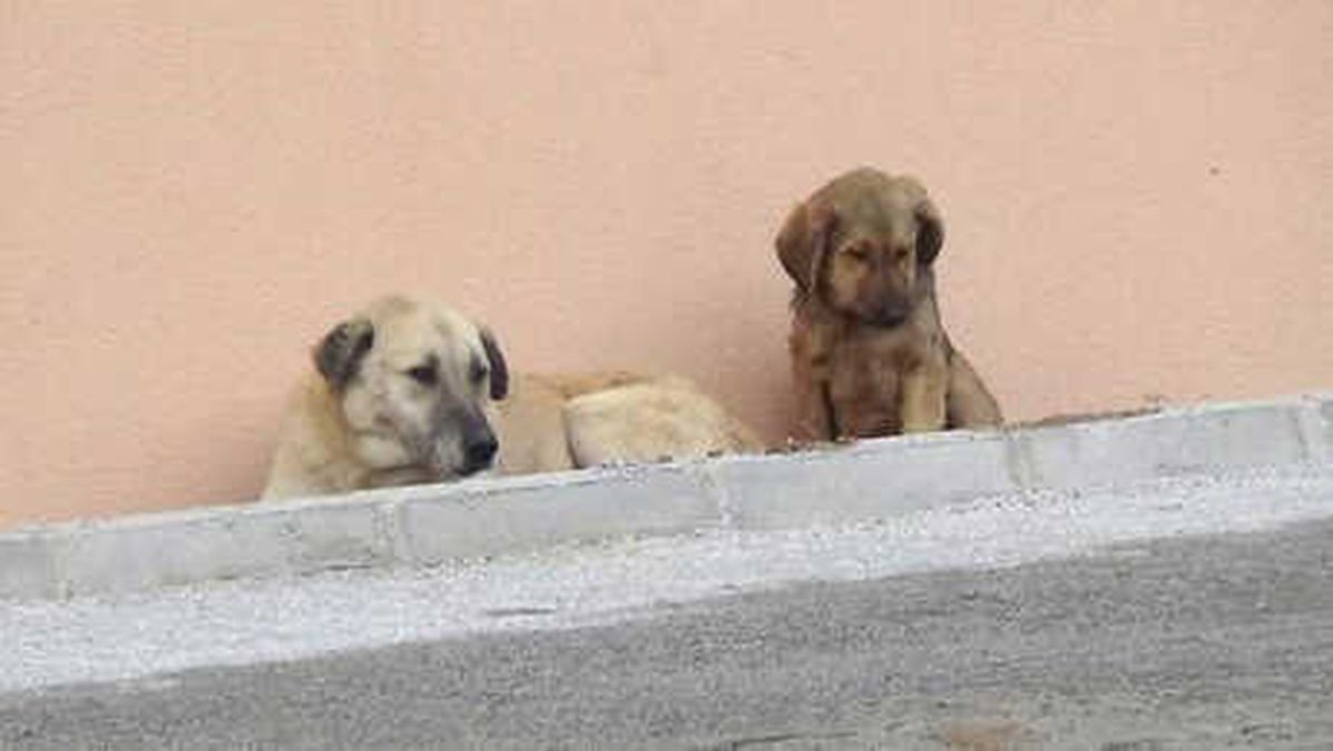 Gümüşhane\'de Başıboş Köpekler Korkutuyor