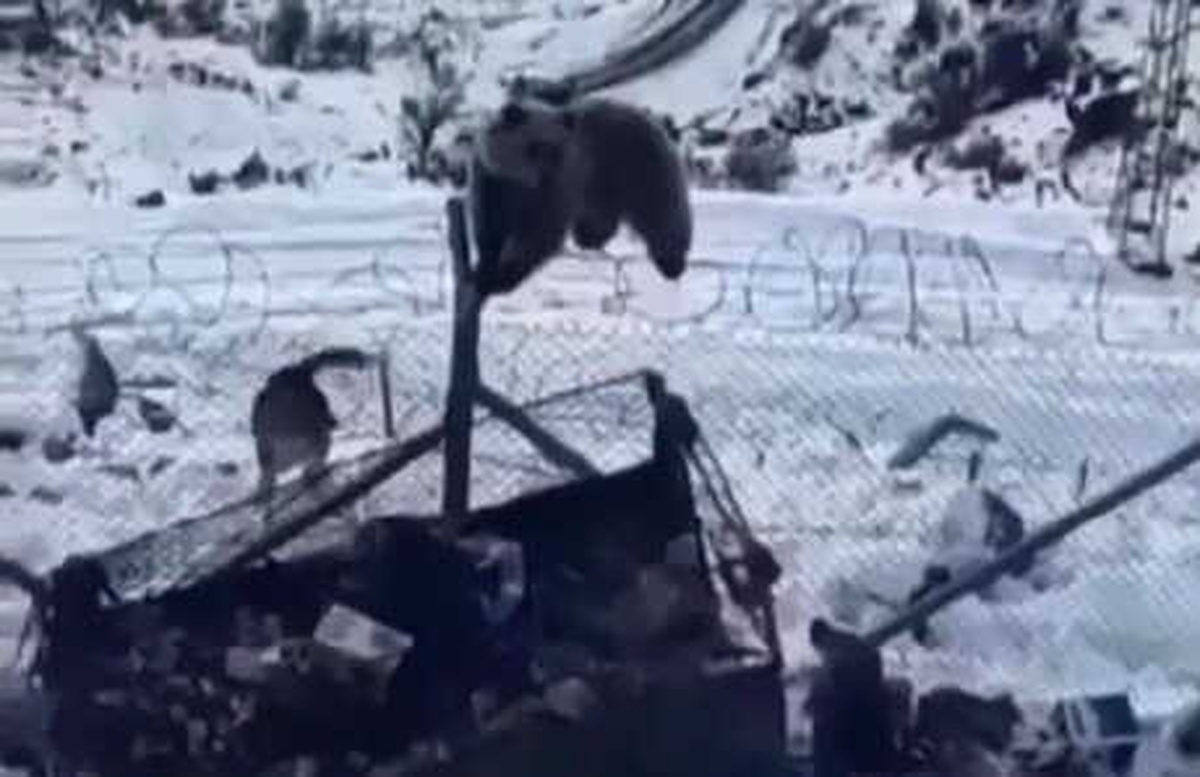 Kato Dağı\'nda Aç Kalan Ayı, Askeri Üs Bölgesine Girdi