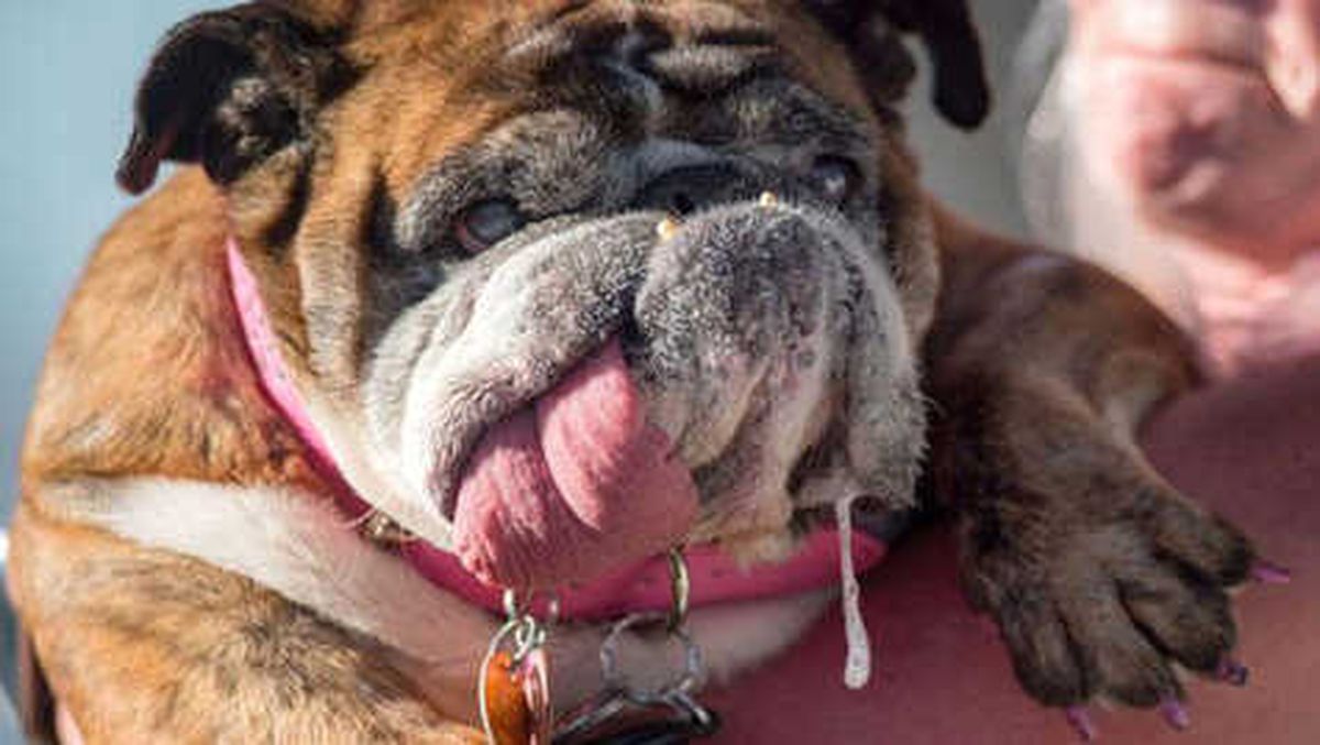 Köpek Sahipleri Dikkat! Elini Köpek Yalayan Avusturyalı Öldü, Kanadalı Kadının Bacağı Kesildi