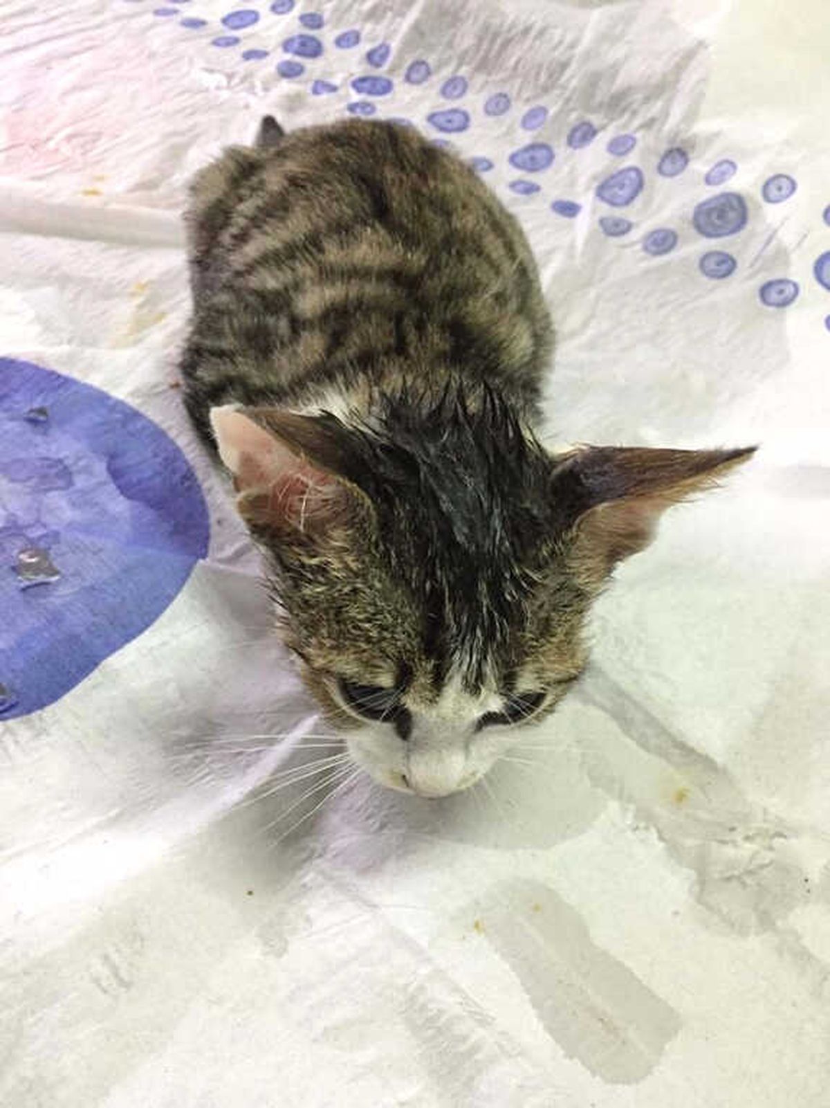 Minik Kedi İçin Seferberlik