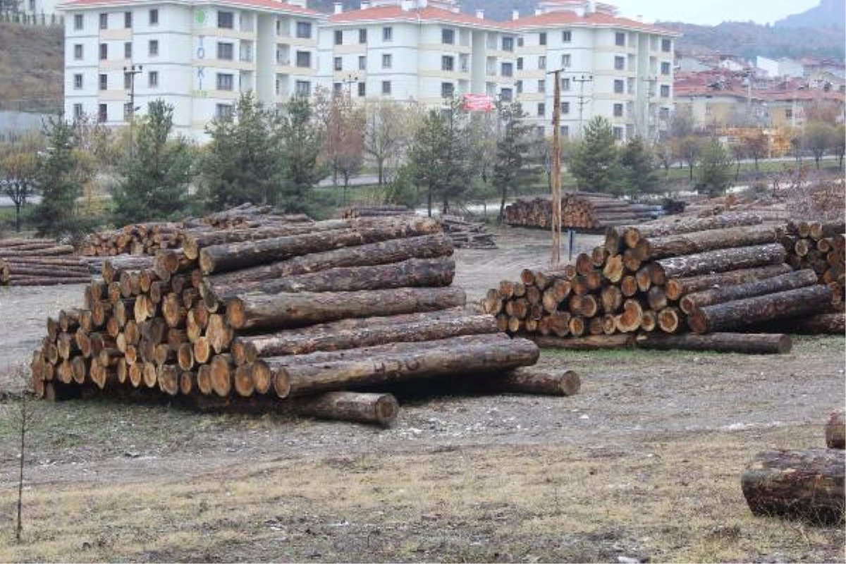 Orman İşletme Şefi ve Muhafaza Memuruna \'Kaçak Kesim\' Tutuklaması