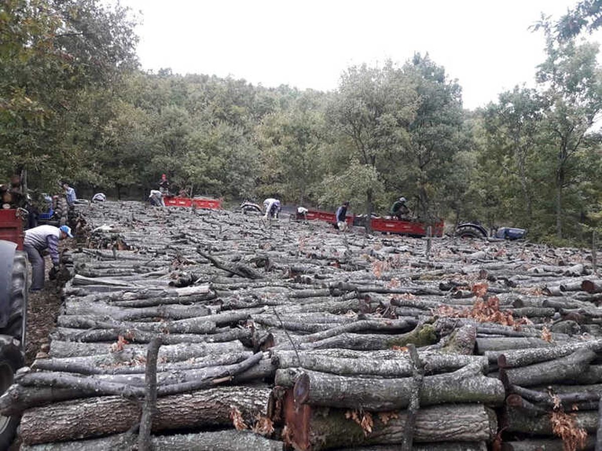 Orman Köylüsüne 10 Ayda 2 Milyar 140 Milyon TL Destek