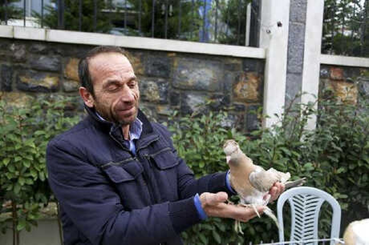 350 Güvercin \'2\'nci İstanbul Güvercin Festivali\'nde Görücüye Çıktı