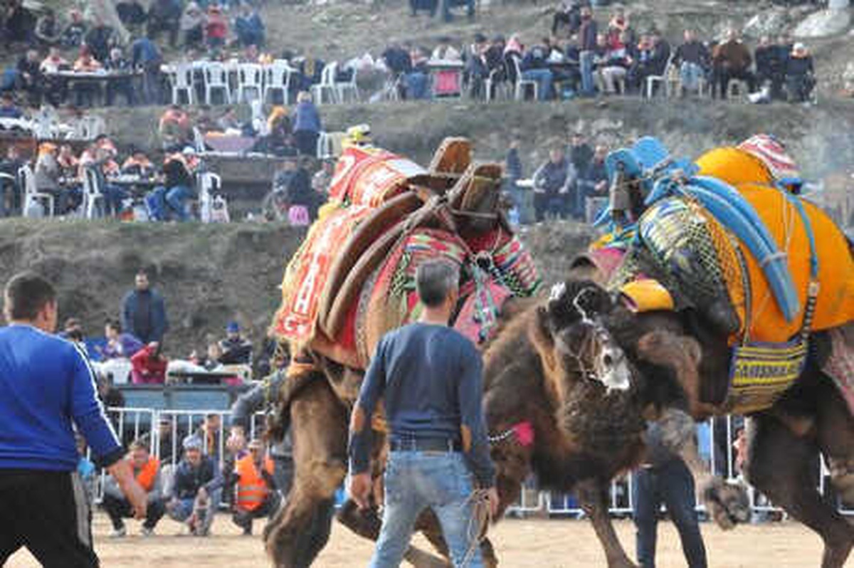5\'inci Deve Güreşi Festivali\'nin Geliri Koçarlı Belediyespor\'a