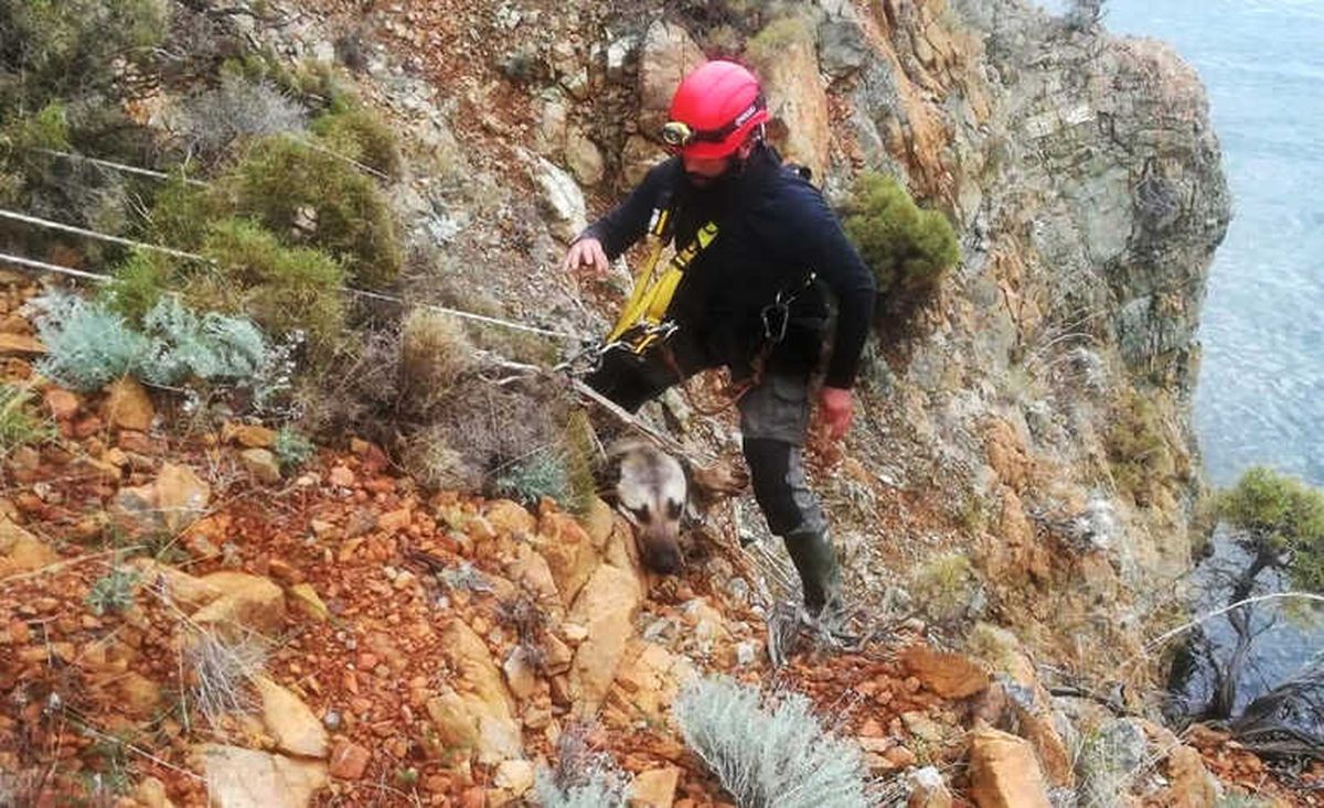 Akut\'tan Köpek Kurtarma Operasyonu