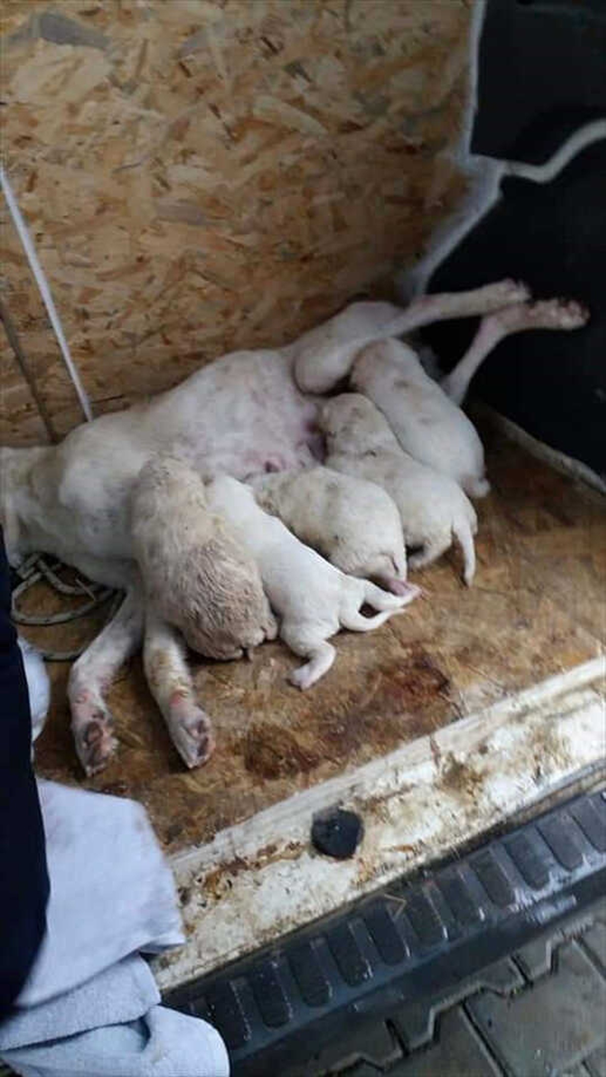 Kanalizasyona Sıkışan Köpek Yavruları Kurtarıldı