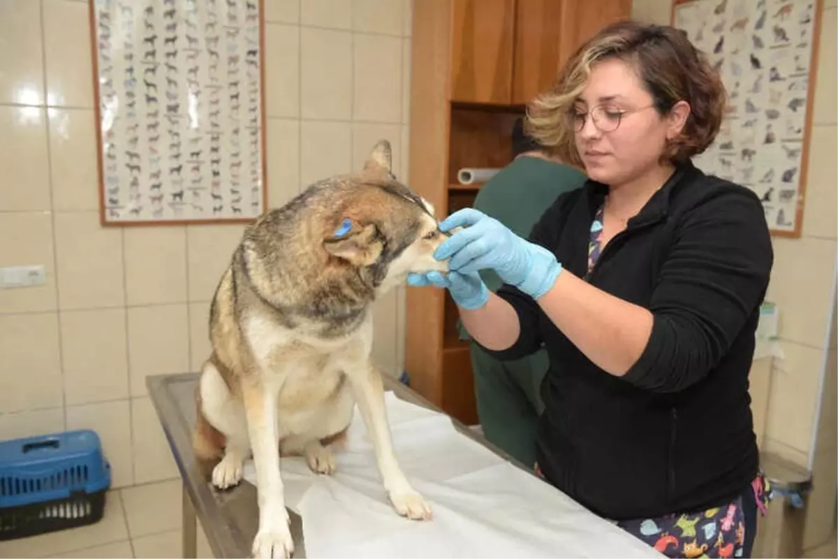 Kepez\' de Sokak Hayvanlarına 5 Yıldızlı Hizmet