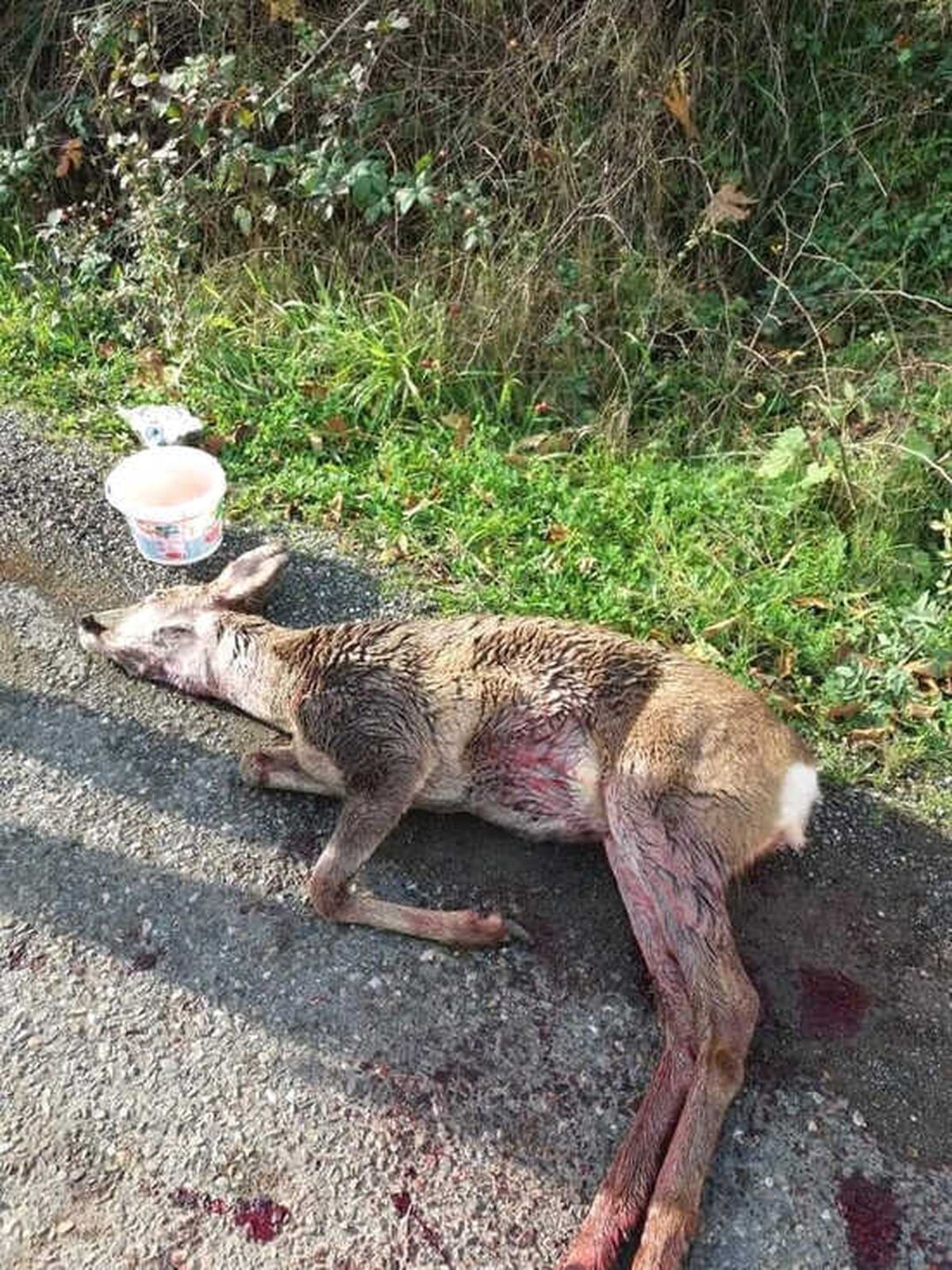Köpeklerin Saldırısına Uğrayan Ceylan Telef Oldu