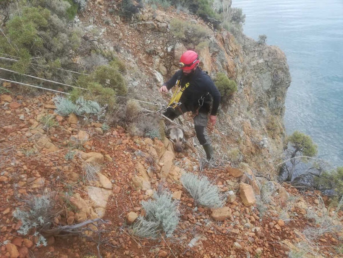 Muğla\'da Uçurumda Mahsur Kalan Köpek Kurtarıldı