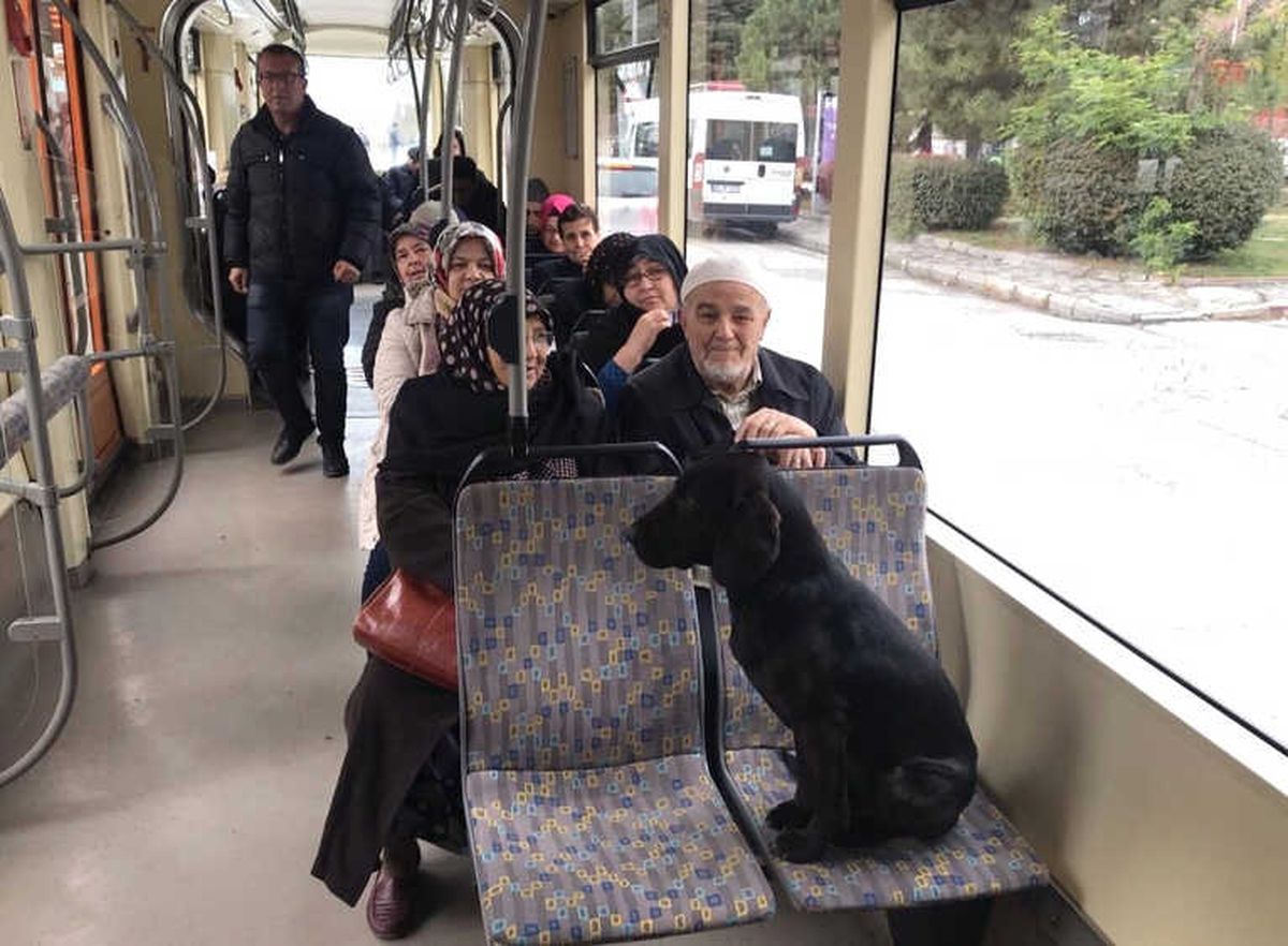 Sokak Köpeği Üşüyünce Tramvaya Bindi
