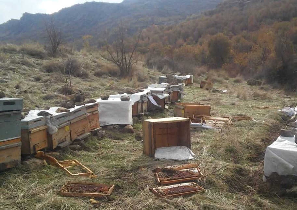 Aç Kalan Ayılar Arı Kovanlarına Saldırdı