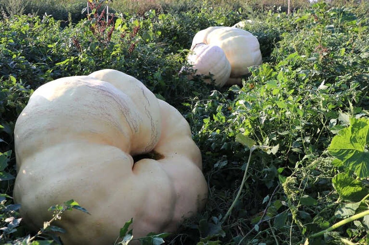Düzce\'de Geçen Yıl 7 Bin 561 Ton Bal Kabağı Üretildi
