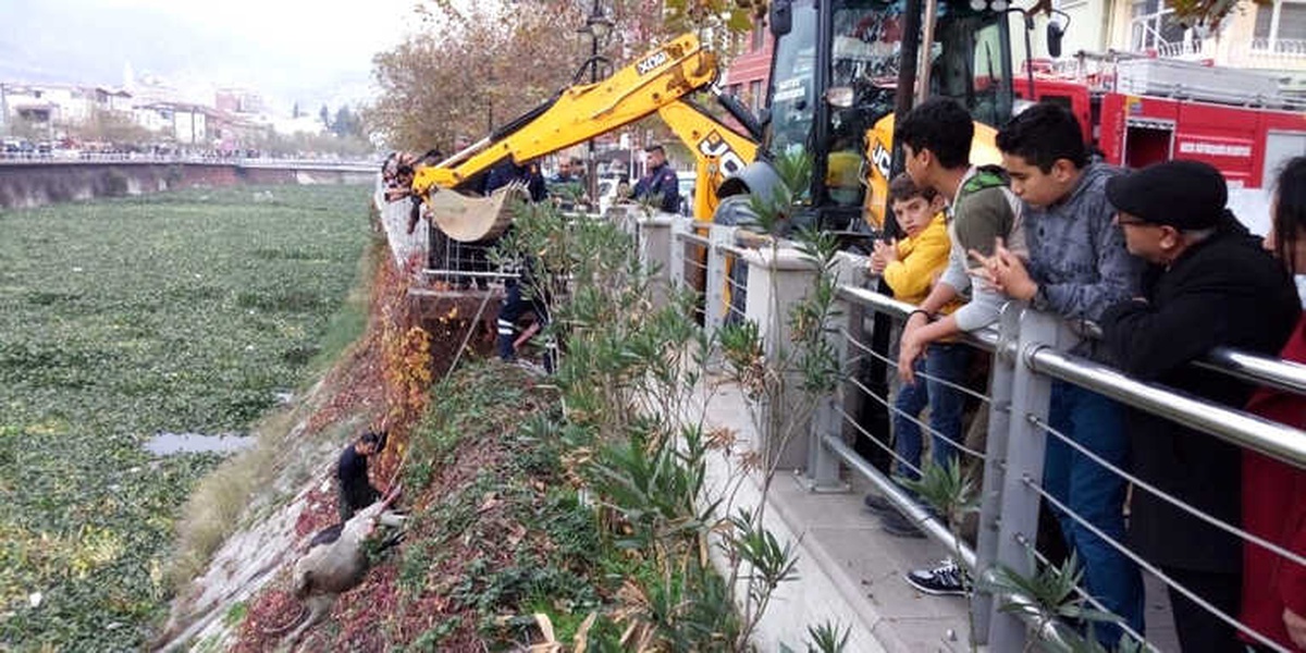 Hatay\'da Asi Nehri\'ne Düşen İnek Telef Oldu