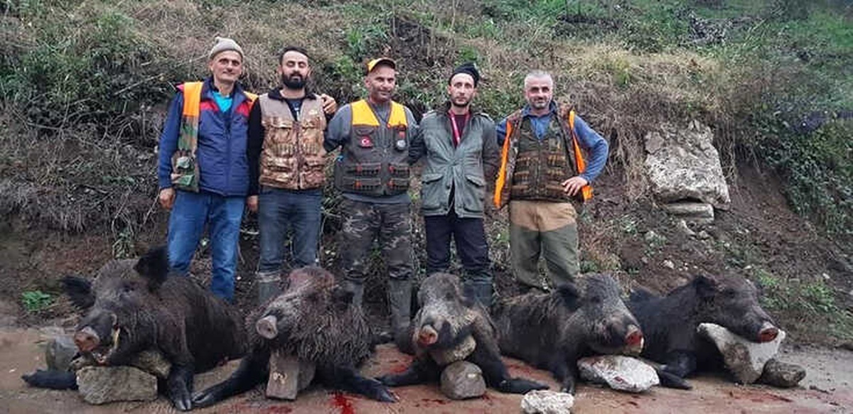 Ordu\'da Yaban Domuzlarına Sürek Avı
