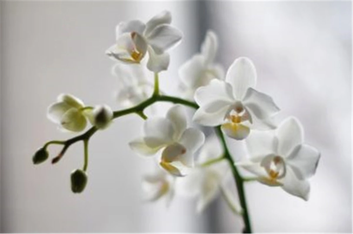Orkide Bakımı Nasıl Yapılır ? Dikkat Edilmesi Gerekenler
