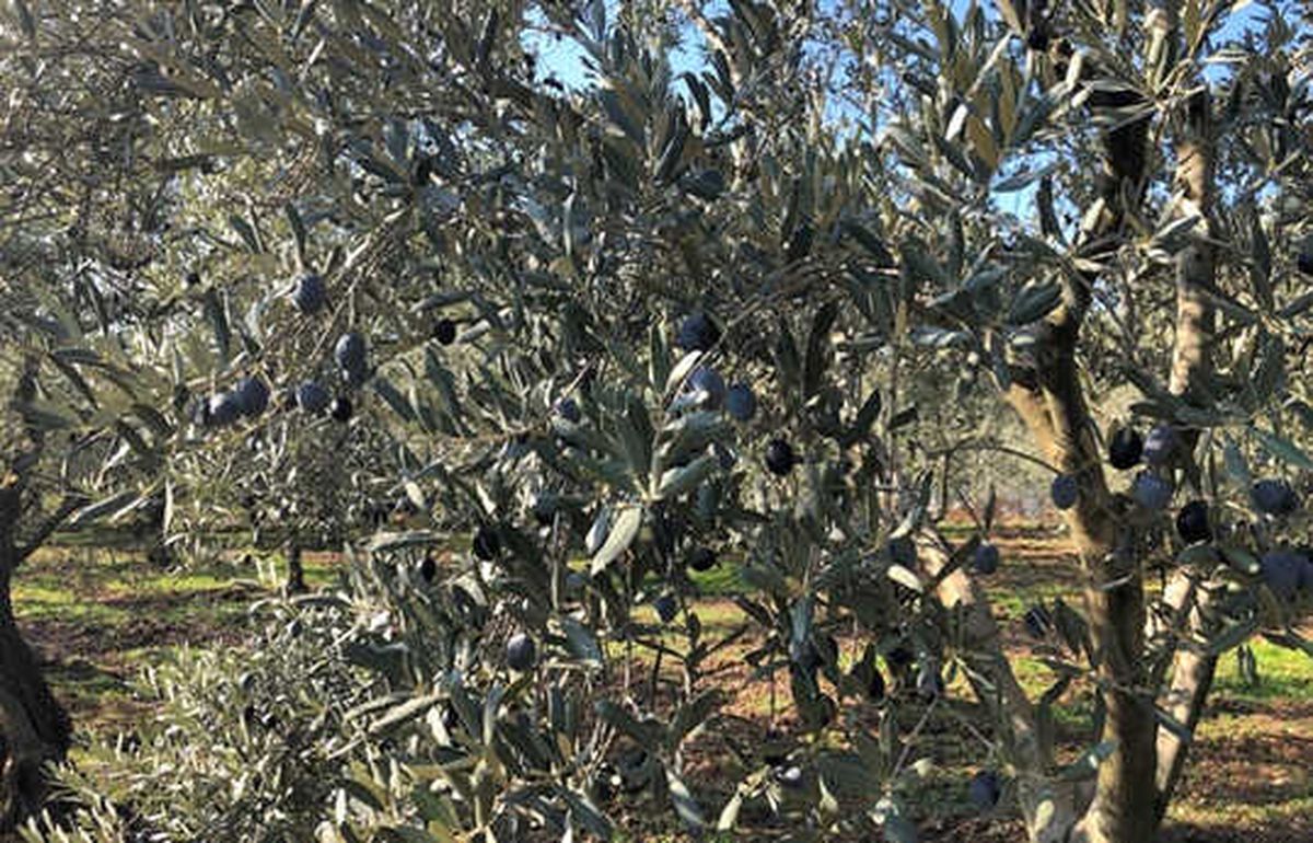  Zeytin ve zeytinyağının peşinde Akhisar\'da…