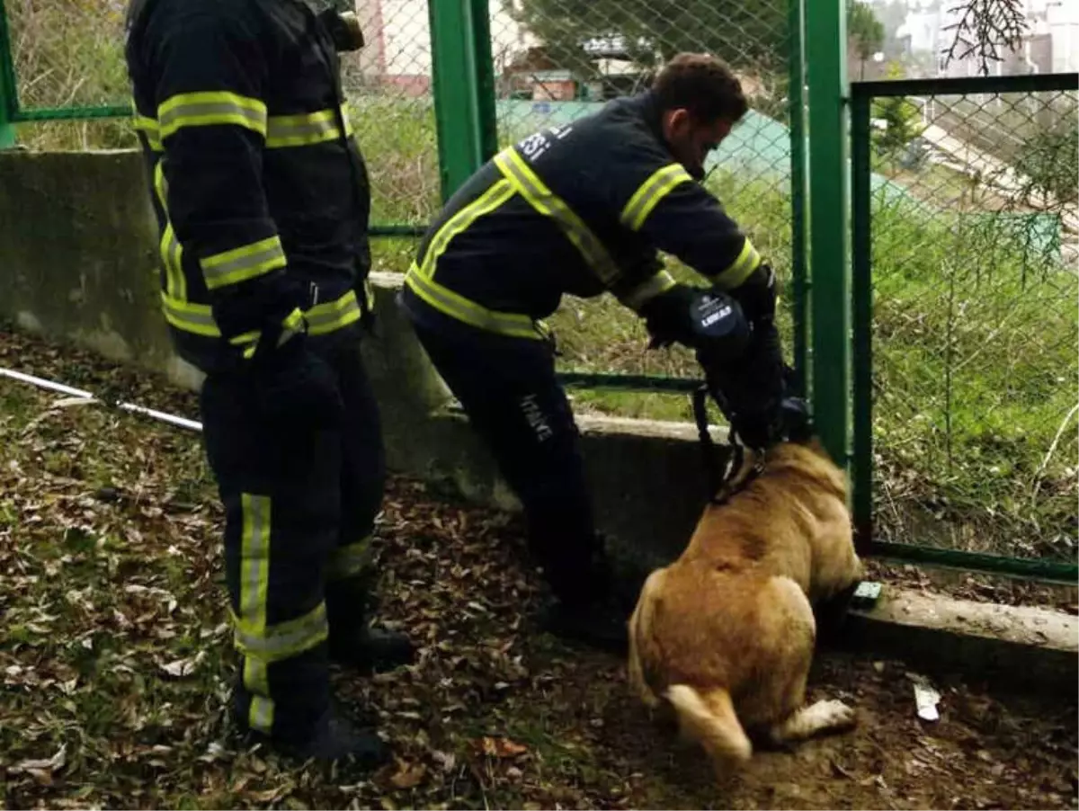 Mahsur Kalan Kedi ve Köpeğin İmdadına İtfaiye Ekipleri Yetişti