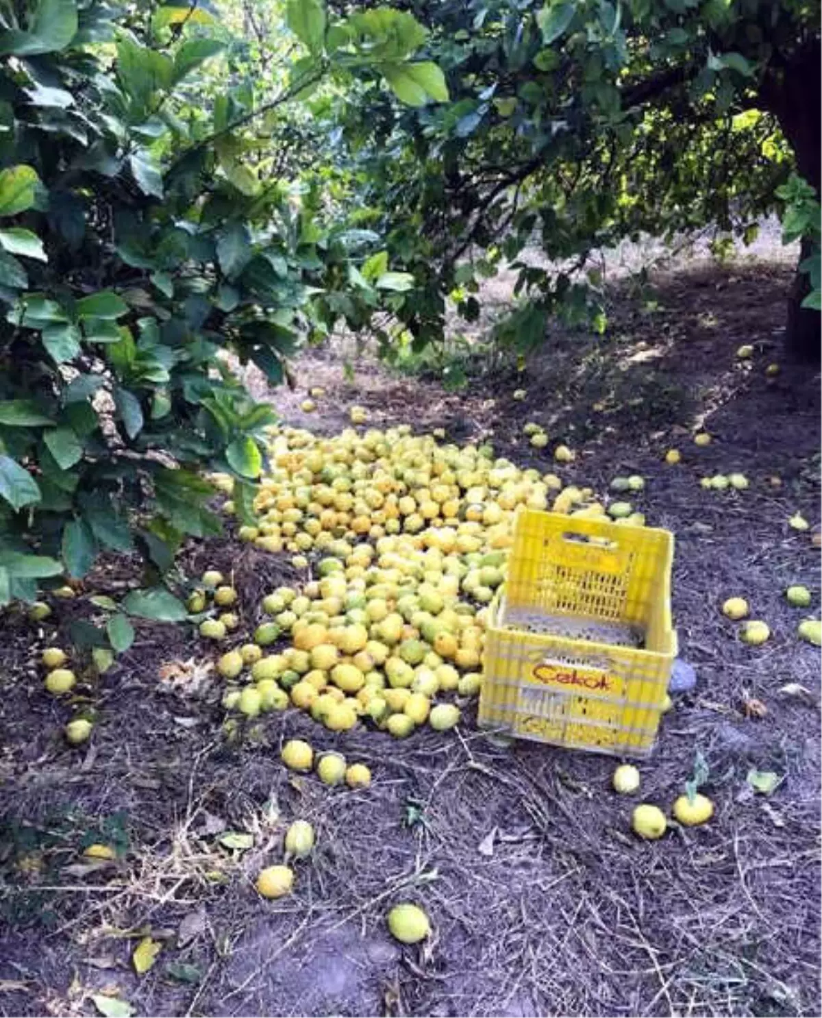 Üretici, Rusya\'ya İhraç Edilen 200 Ton Narenciyenin Geri Gönderilmesinden Dertli