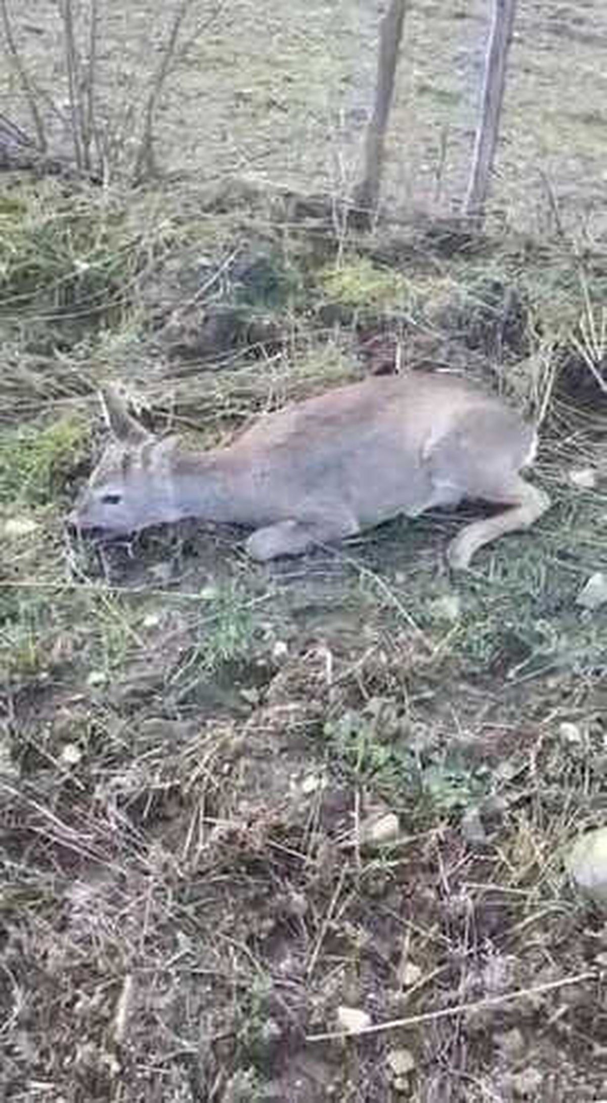 Köpeğin Saldırdığı Yavru Karacayı Motosikletli Genç Kurtardı