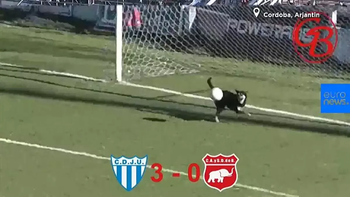 Video | Sahaya Giren Sevimli Köpek Gol Vuruşunu Çizgiden Çıkardı