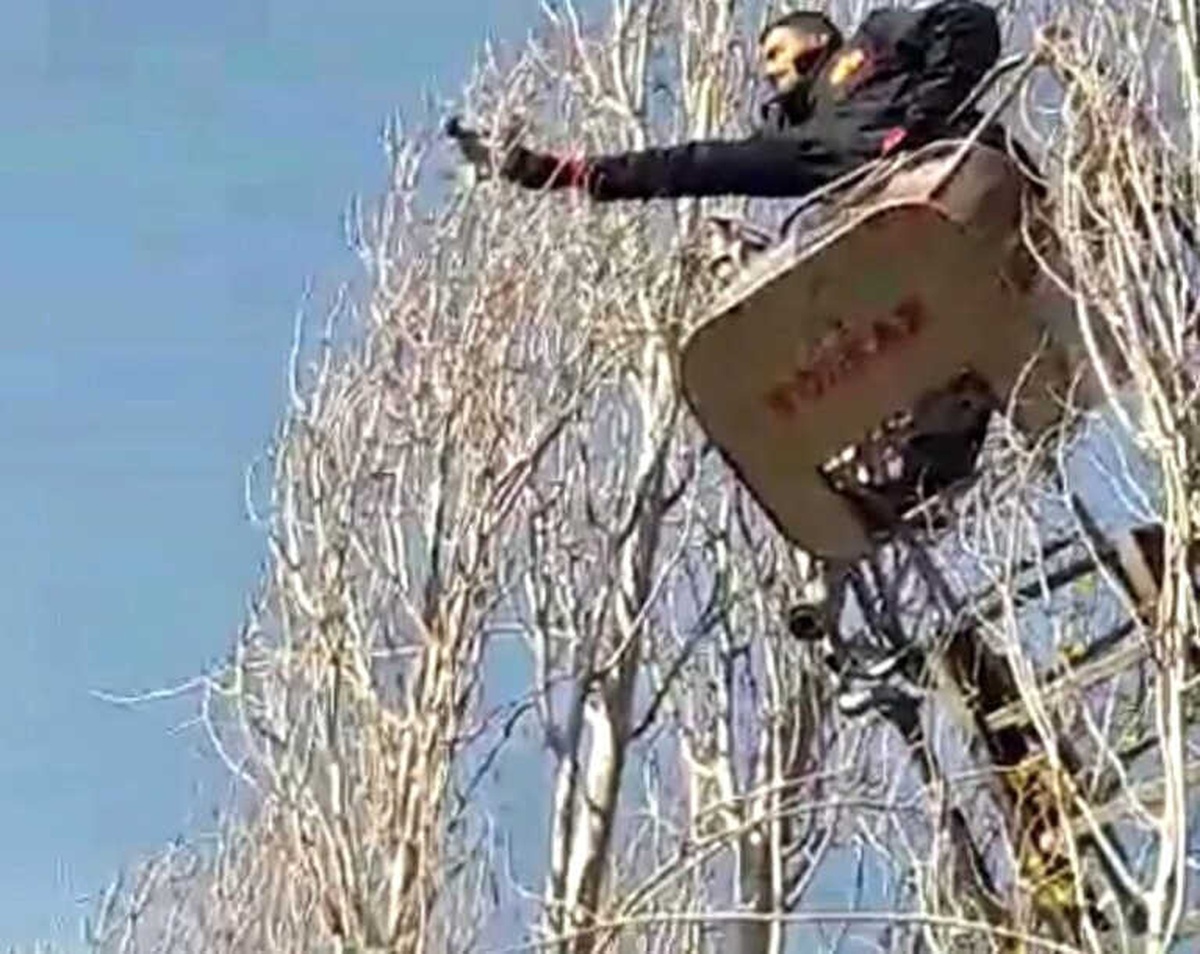 Ağacın Dalları Arasında Sıkışan Güvercin İçin Seferber Oldular