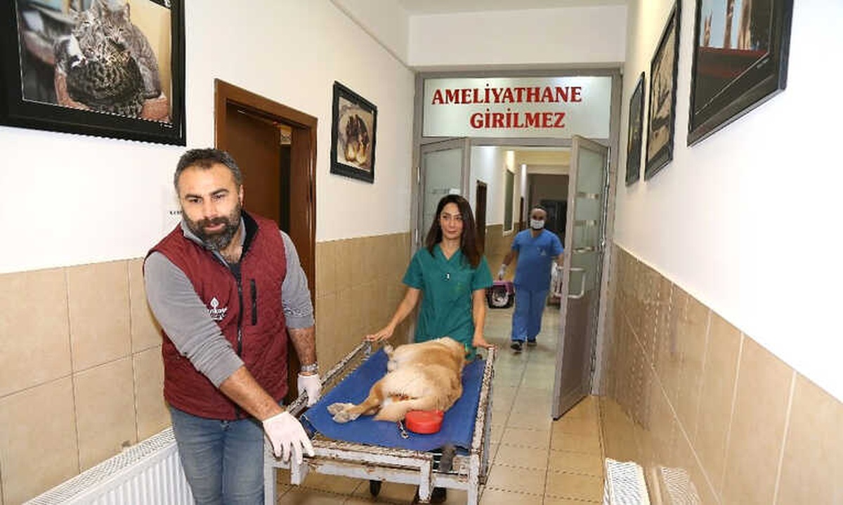 Çankaya Belediyesi\'nden Kasım Ayında 192 Sokak Hayvanına Sıcak Yuva