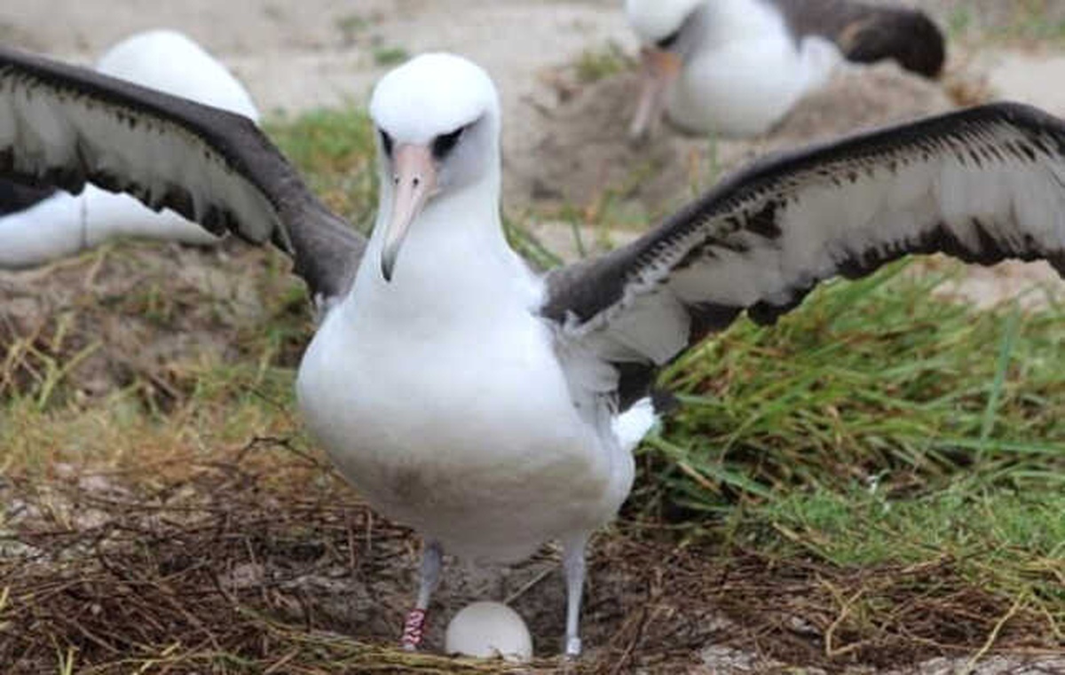 Dünyannın En Yaşlı Albatrosu 68 Yaşında ve Hala Her Yıl Bir Yavru Yetiştiriyor