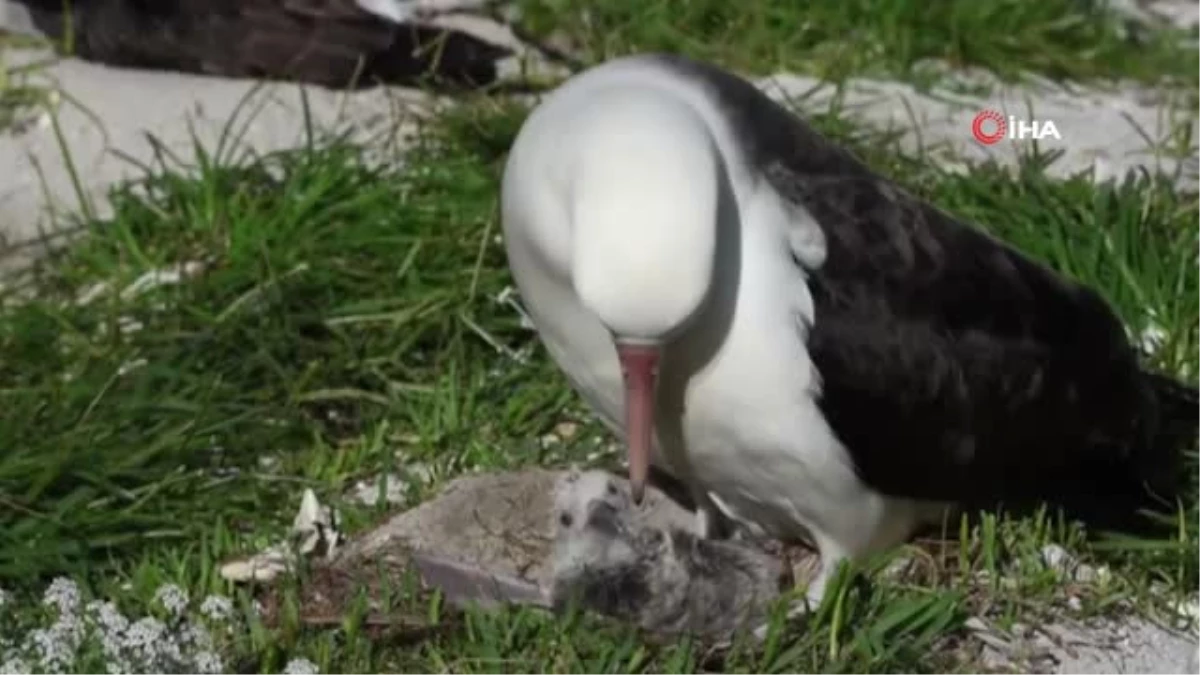 Dünyannın En Yaşlı Albatrosu 68 Yaşında ve Hala Her Yıl Bir Yavru Yetiştiriyor